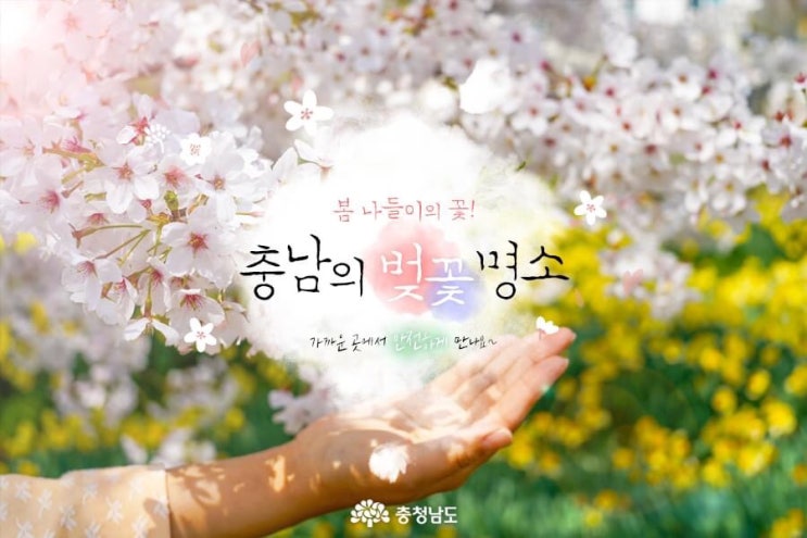 충남 가볼만한곳 봄 나들이의 꽃! 충남의 벚꽃 명소 가까운 곳에서 안전하게 만나요~ | 충남도청페이스북