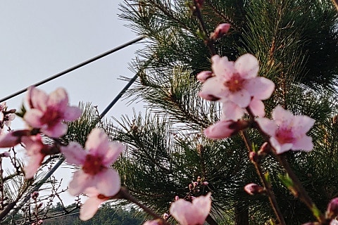 옥천꽃농원 이미지