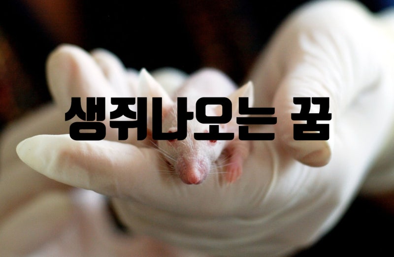 생쥐나오는꿈 해몽과 해석!