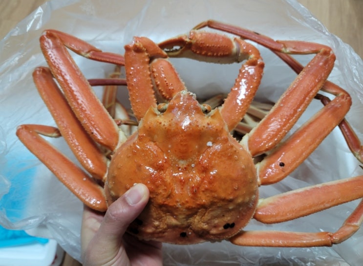  러시아 대게 반값!! kg당 3만원대 지금이 기회~ 바로 사먹자~ 지금!!!(내돈내산)