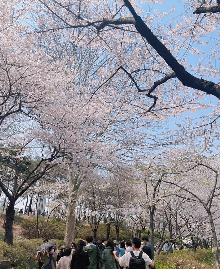  서울 벚꽃구경 잠실 석촌호수 개화상태 초대형벨리곰인형 위치, 기간