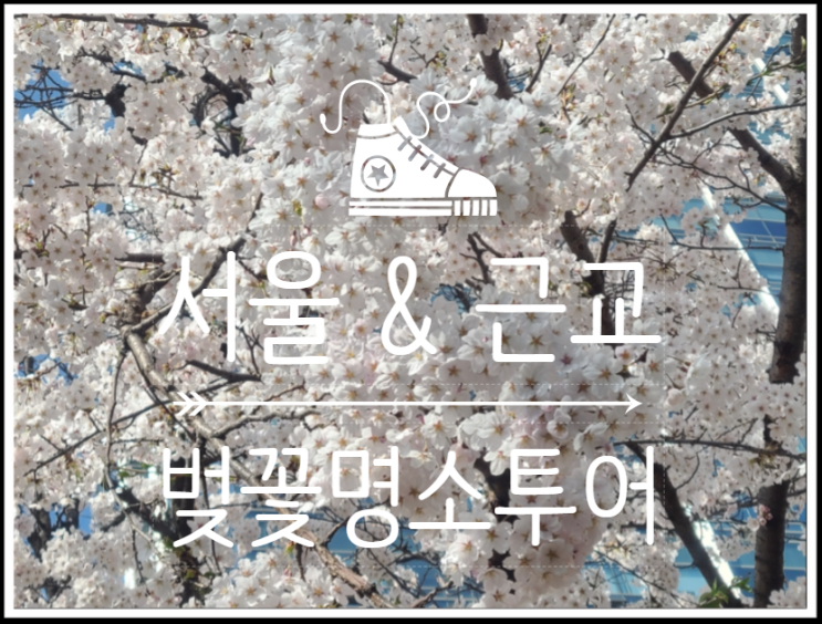  벚꽃 찾아 다닌 여의도, 석촌호수, 가평 벚꽃명소