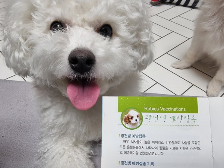  광견병 예방백신 미 접종 시 과태료 최대 1천만원 (서울시 5천원 접종가능 기간)