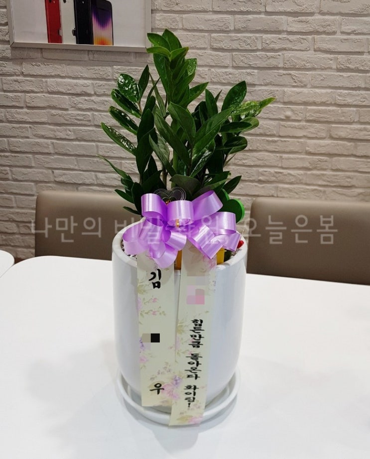  오늘은봄 인천꽃배달 중구 전동 북성동 선린동 꽃집 당일전국꽃배달 금전수 돈나무 인천화분배달 대박나세요