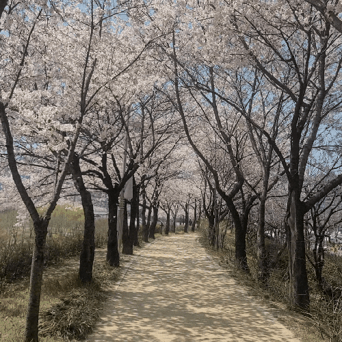  [봄나들이] 안양천 벚꽃놀이 다녀왔어요~
