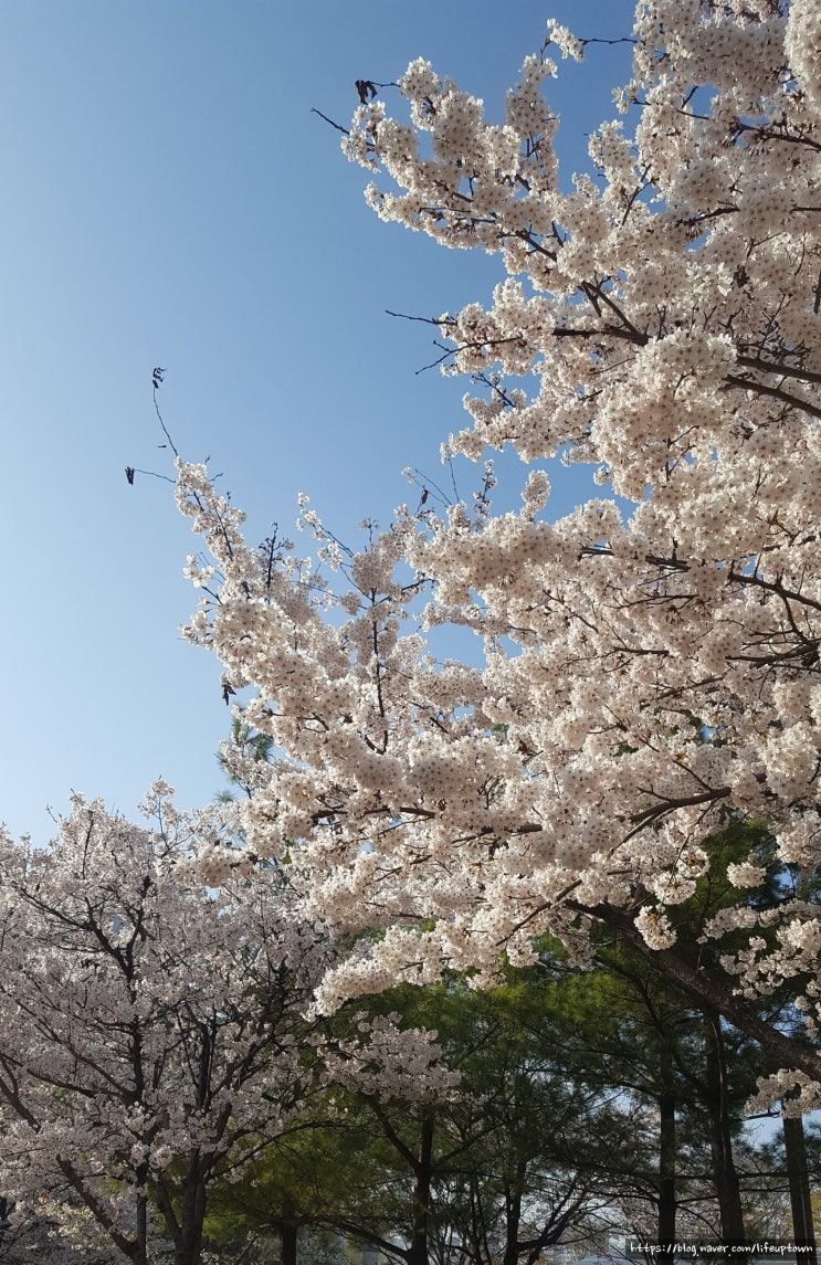 보라매 공원 벚꽃 구경 산보 다녀왔습니다