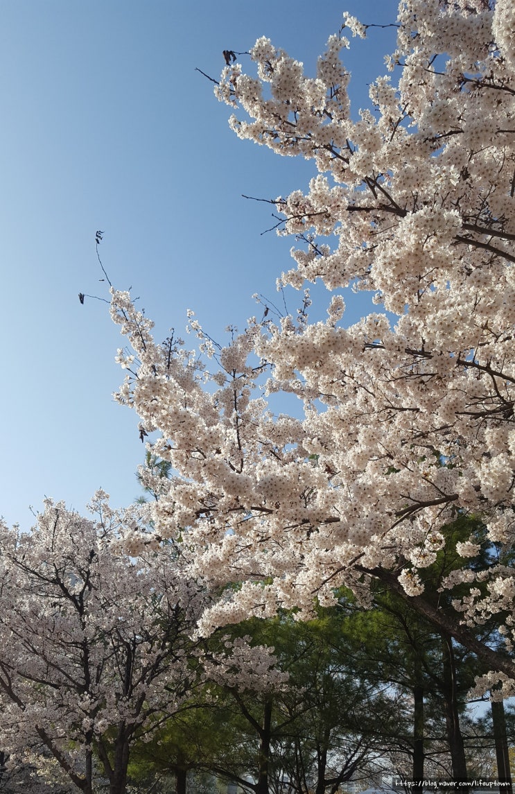  보라매 공원 벚꽃 구경 산보 다녀왔습니다