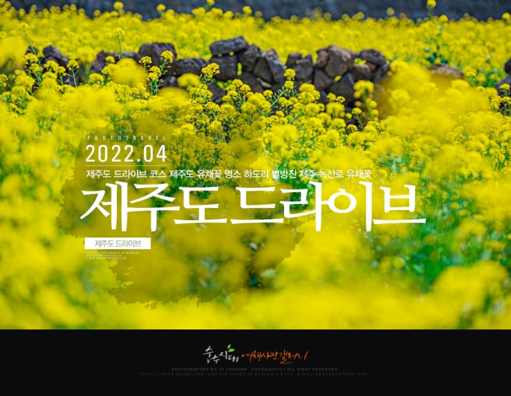  제주도 드라이브 코스 제주도 유채꽃 명소 하도리 별방진 제주 녹산로 유채꽃