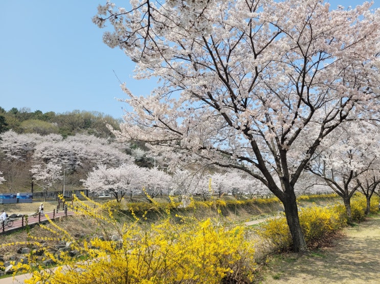  대전벚꽃 사람없는 노은동 벚꽃길 유성경찰서로 네비 찍자