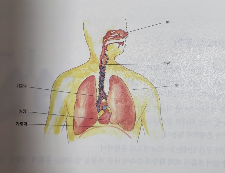  호흡기계증상 코로나 극복하기