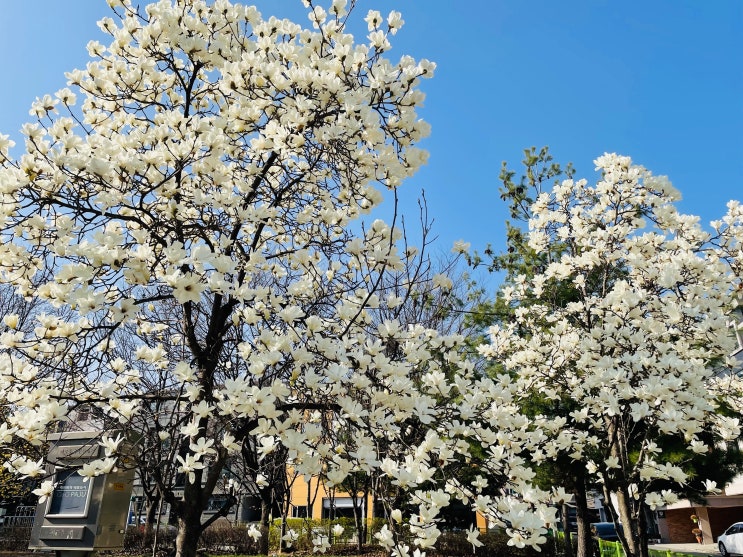 파주 문발동 목련꽃 만개