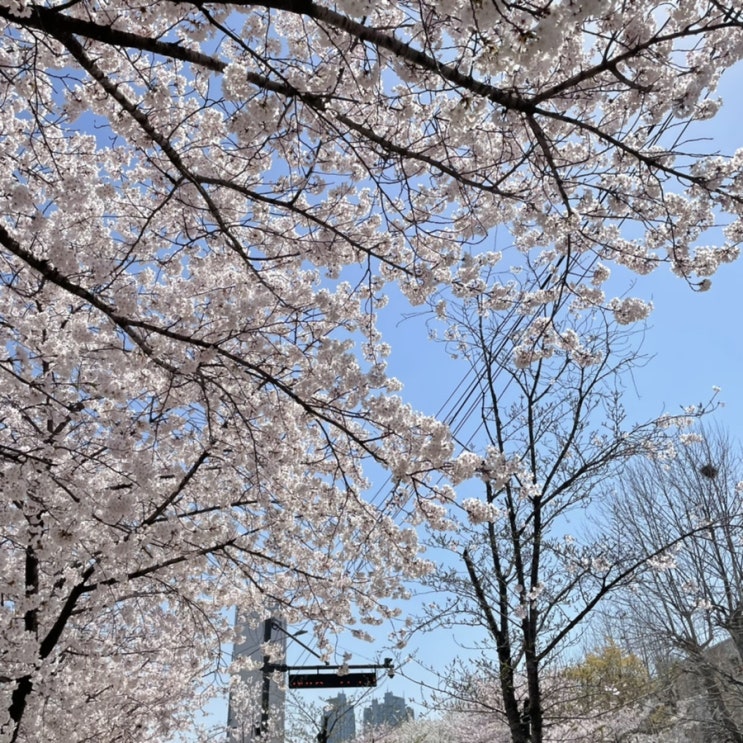  4월 일상(도넛클랜, 단지집, 맵슐랭, 디라이프스타일키친, 멜팅샵치즈룸, 여의도윤중로 벚꽃, 유방녕, 슈퍼말차, 영광정메밀국수, 칠성조선소, 청초수물회, 메리고라운드, 멜로워성수)