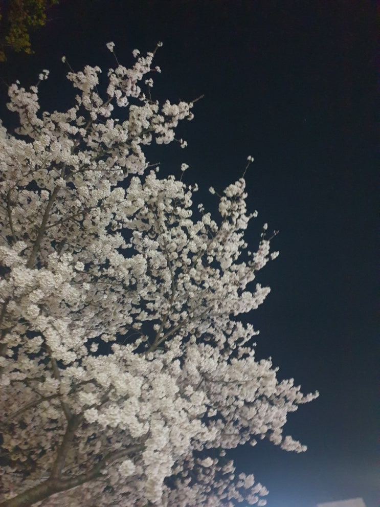  엊그제, 어제, 오늘 심적으로 힘든일이 있었어요. (밤하늘)(벚꽂)(바라봄)(속마음)(힘듬)(스트레스)(어려움)