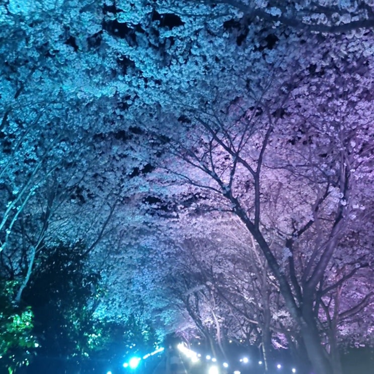 밤 벚꽃 나주 한수제
