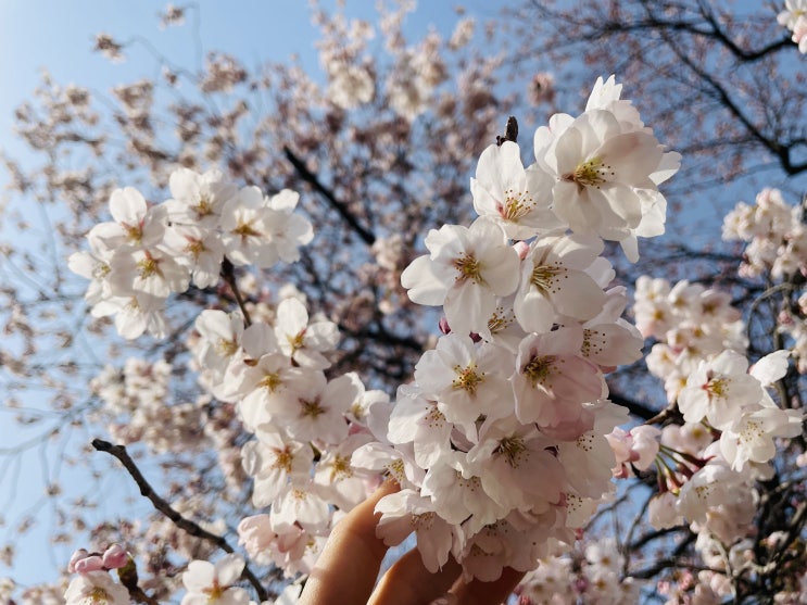 경기도 벚꽃 명소 - 일산 호수공원