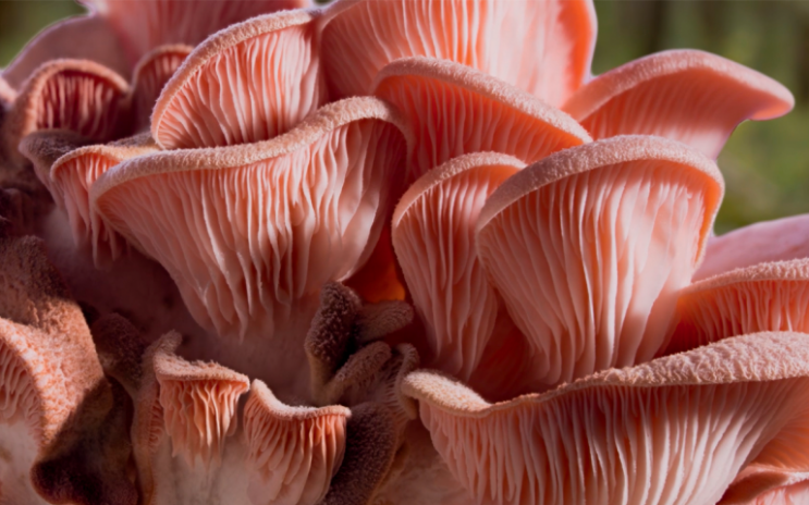  환상의 버섯(Fantastic fungi) : 넷플릭스 다큐 추천