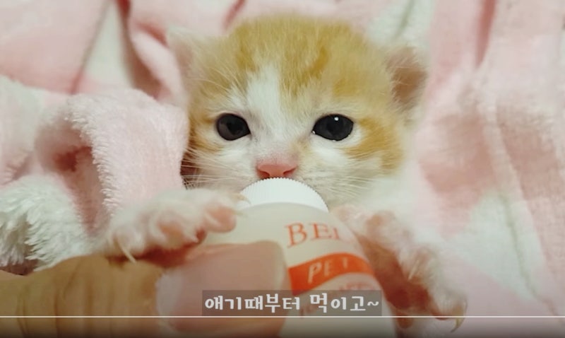 고양이가 좋아하는 부위, 싫어하는 부위 Top3 고양이 만지는법! : 네이버 블로그 고양이가 좋아하는 부위, 싫어하는 부위 Top3 고양이 만지는법! : 네이버 블로그