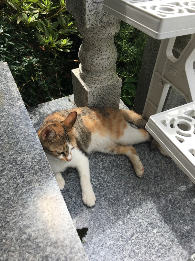 6살 암컷 고양이 허피스 치료 과정과 비용(+고양이 호너증후군)