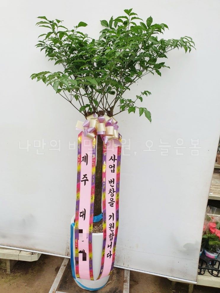  오늘은봄 대전꽃배달 서구 도마동 도안동 둔산동 꽃집 당일전국꽃배달 해피트리 행복나무 대전개업화분 개업문구 사업 번창을 기원합니다