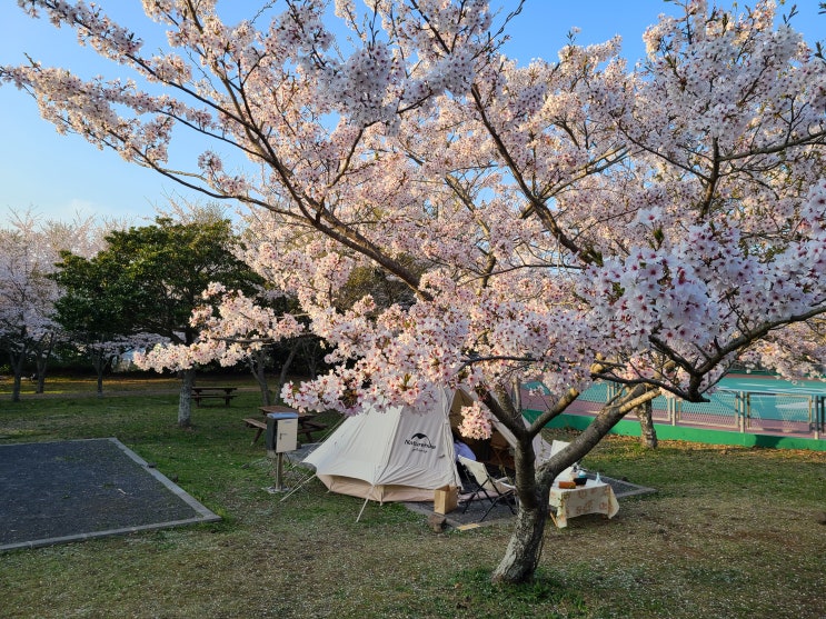  제주도 캠핑 성지 모구리야영장 후기, 벚꽃 만발한 한라산영지 벚꽃 명당 캠핑장