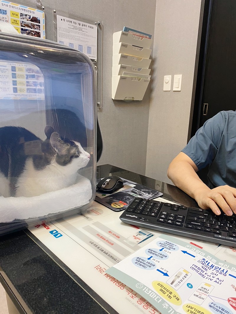 용인 24시동물병원 고양이 건강검진 시기 광교 동물병원 방문기 : 네이버 블로그