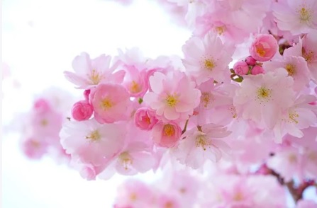  이선생 전화사주상담 - 꽃 꿈해몽 꽃 꿈풀이 꽃피는꿈 꽃선물꿈 꽃받는꿈 꽃꺾는꿈 총모음