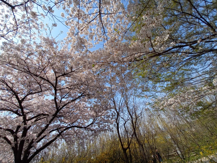  여의도 봄꽃길 벚꽃길 다녀왔어요 신길동에서 버스 타고 가기