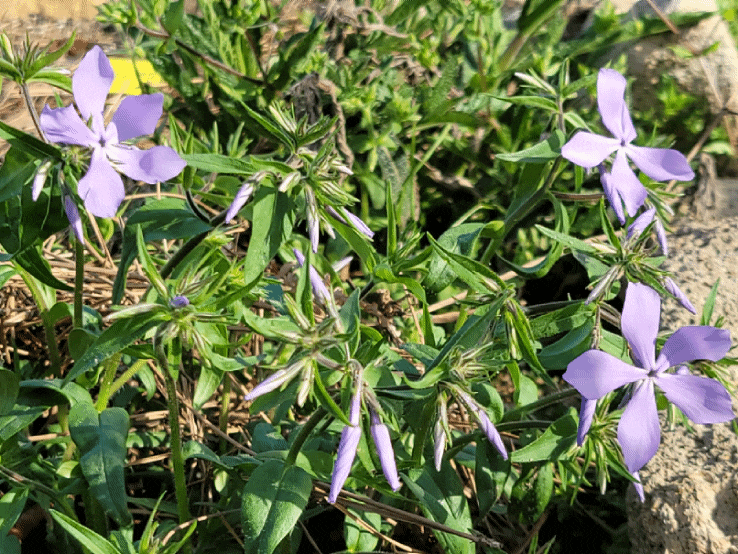  차가플록스(블루퍼퓸, 향플록스),후록스,후룩스키우기, 노지월동,개화