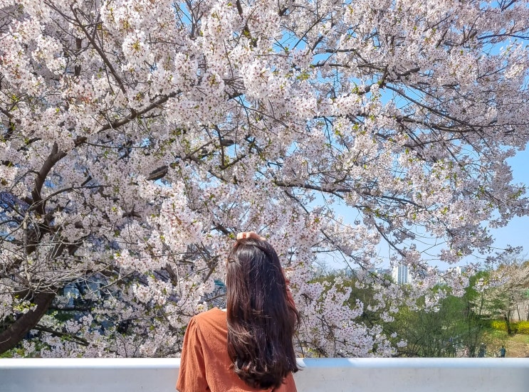  나도 봄 : 중앙공원 벚꽃놀이