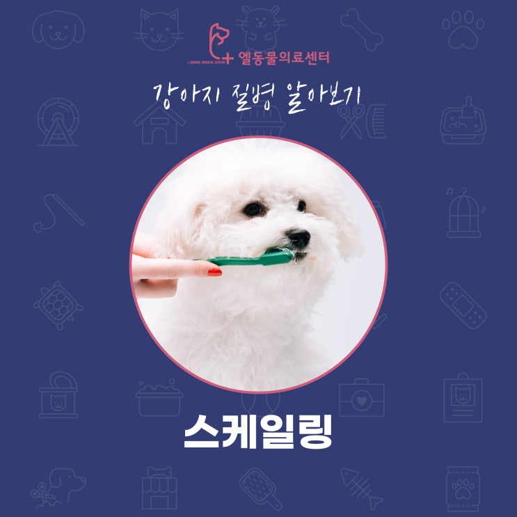  서면 강아지 스케일링 부전동 동물병원 엘동물의료센터