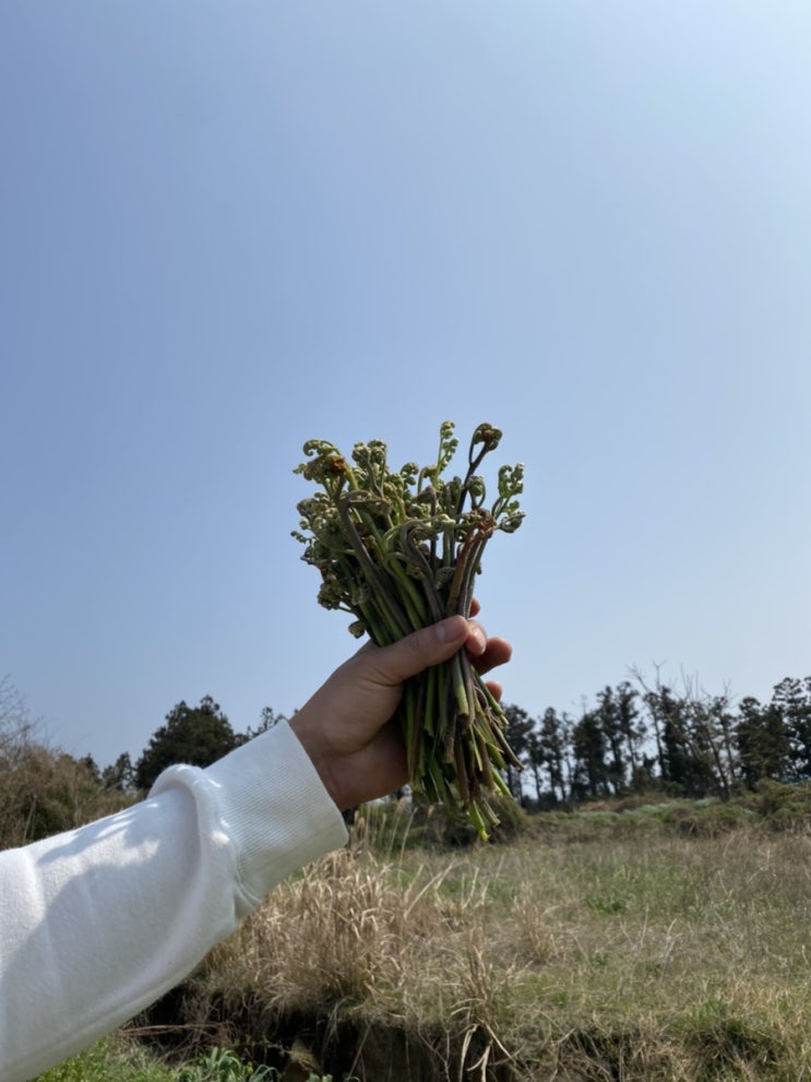  제주도 서귀포 고사리꺾기