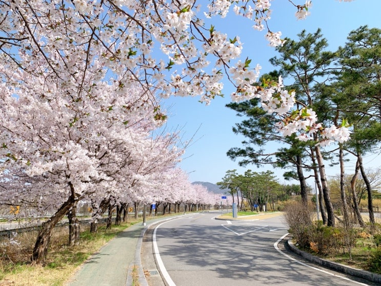 [과천산책] 과천 벚꽃 명소 둘러보기 - 과천과학관, 렛츠런파크, 서울대공원
