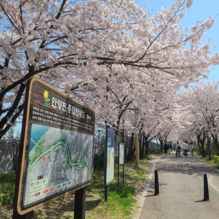 [봄나들이] 안양천 벚꽃놀이 2탄