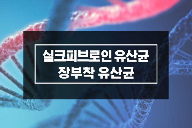 실크피브로인유산균 장부착유산균 중년건강 관리 실크피브로인유산균 장부착유산균 중년건강 관리