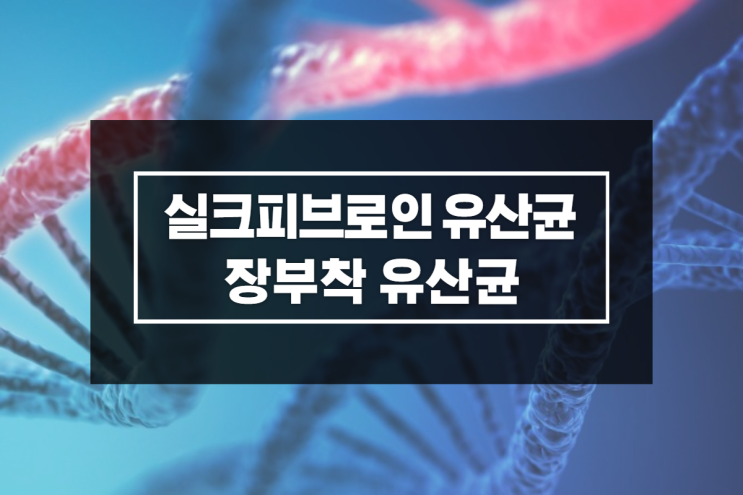 실크피브로인유산균 장부착유산균 중년건강 관리