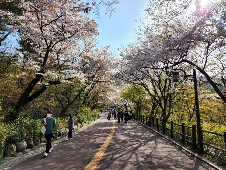 남산. 어느벚꽃, 어느 봄날, 우리 삶의  또 한번의 봄날