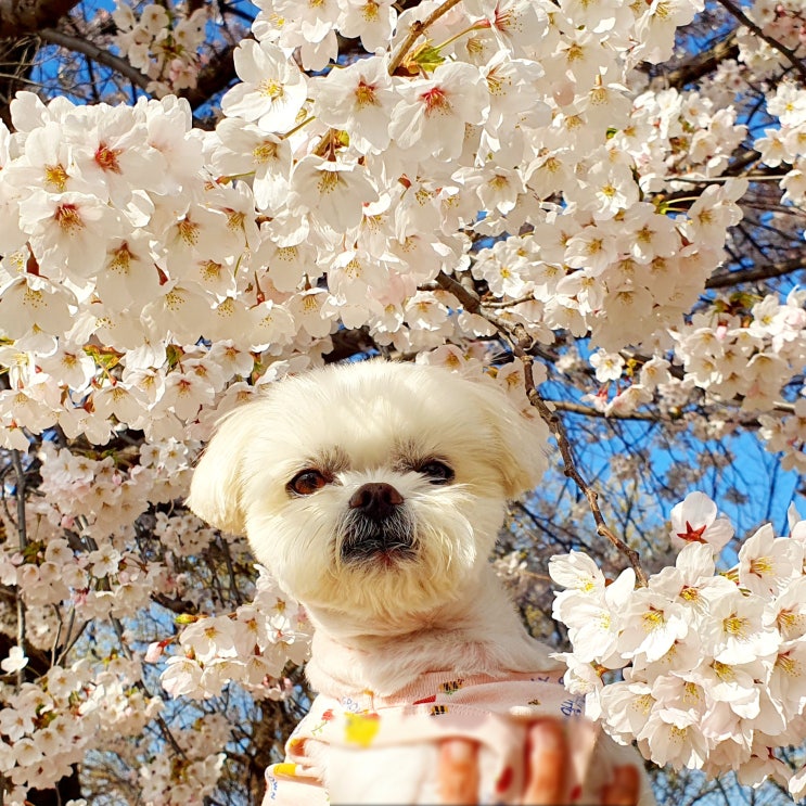  4/7~12 구찌와눈누일상 벚꽃 구경 + 광명성애 코로나 검사