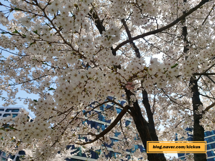 4월벚꽃산책/동네산책