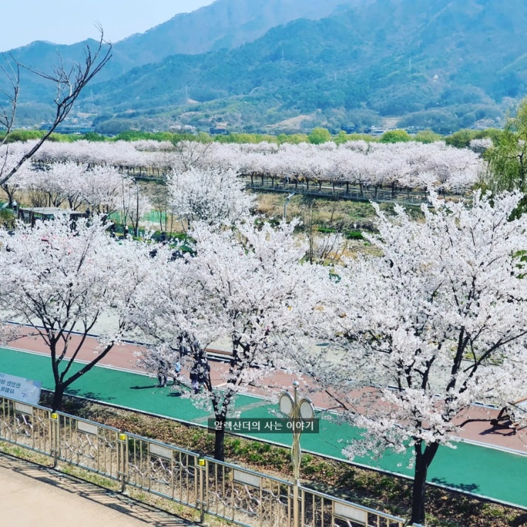  하루에 벚꽃길 10km 걷기