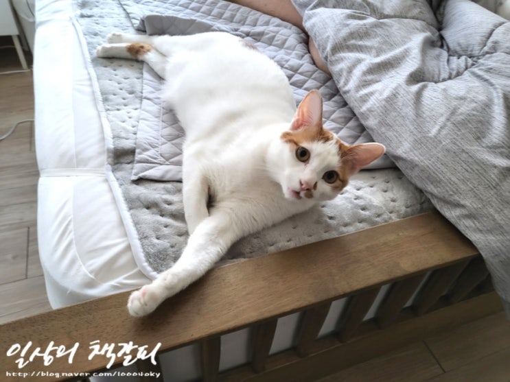  <2인2묘 라이프> 2022. 4. 4.~7. 고양이와 함께라면 행복해