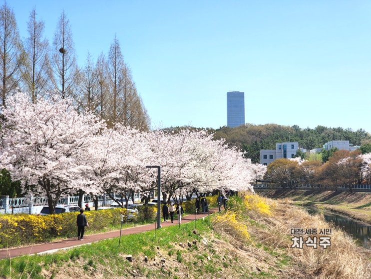 대전 벚꽃명소 화폐박물관 탄동천 벚꽃길