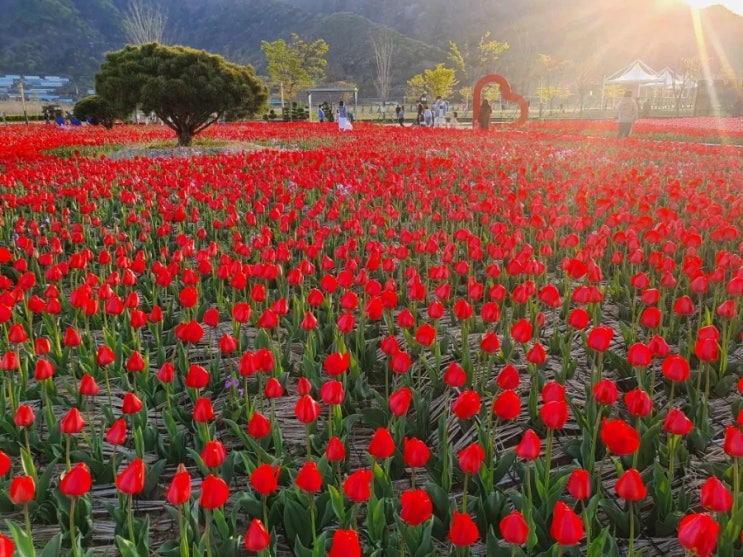 양산 황산공원 청유채꽃,유채밭,튜립정원 봄꽃이 넘실넘실