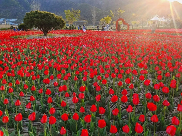  양산 황산공원 청유채꽃,유채밭,튜립정원 봄꽃이 넘실넘실