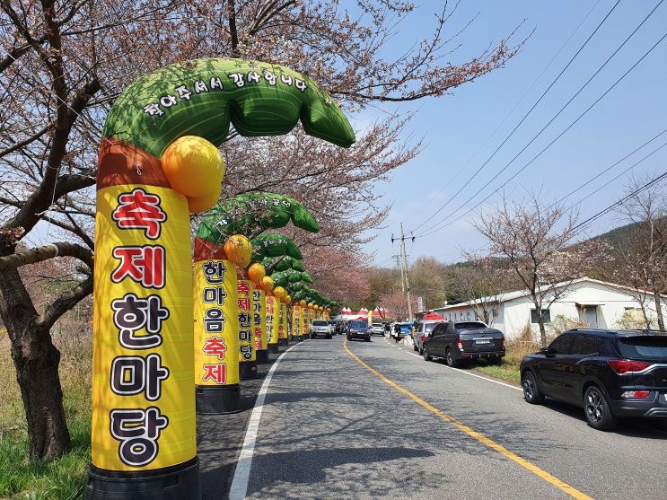  (충남 : 보령) 대천 주산 벚꽃길 명소 보령댐 물빛공원(청기와휴게소) 한마음축제(축제한마당) 방문 후기 - 각설이 품바공연