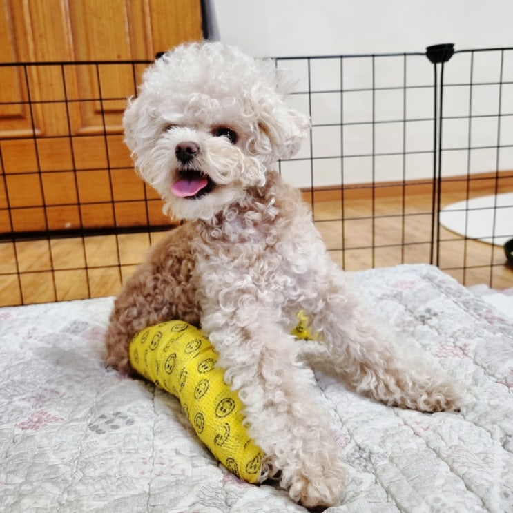  토이푸들 덕구의 강아지 후두골이형성, 척수공동증 치료 일기 :: 슬개골 수술 1주차 기록 / 퇴원 덕구는 더 이상의 마취는 불가할 수도..