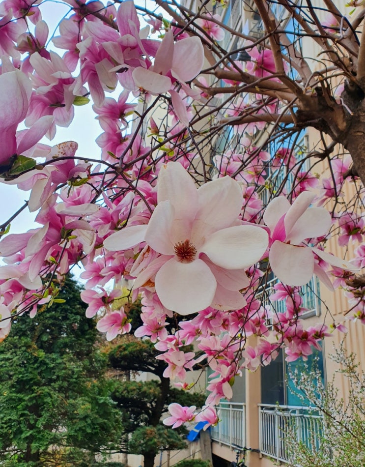 봄철 주말아침의 우리동네 꽃구경