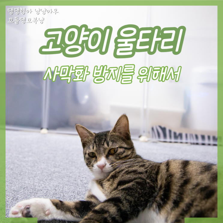  고양이 울타리 사막화 방지를 위해 가림막 설치했어요