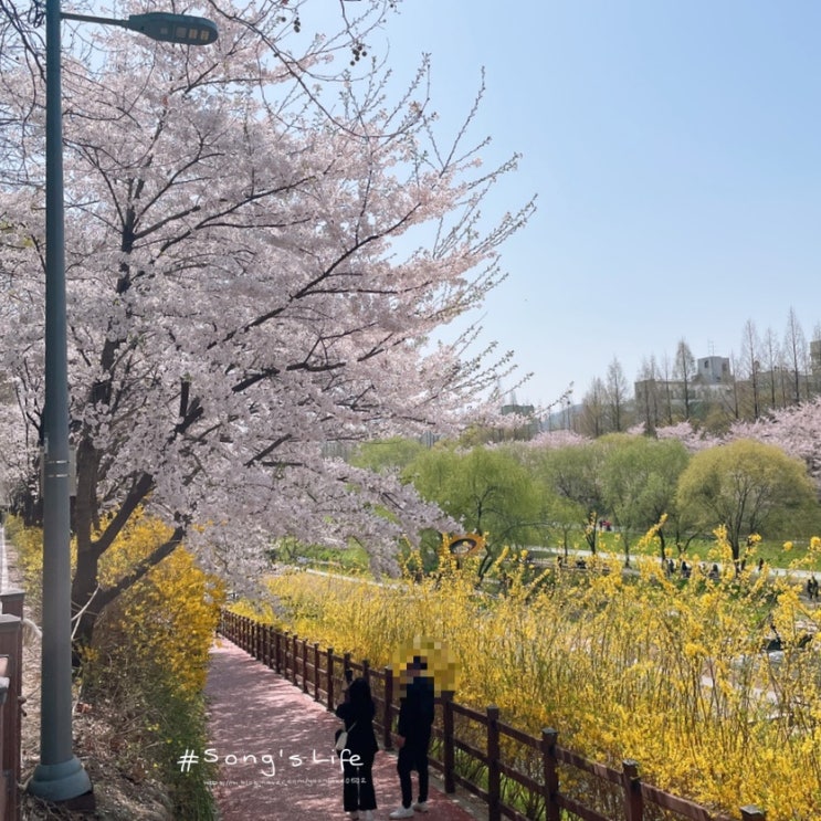  서울 벚꽃 명소 추천) 2022 양재천 벚꽃놀이