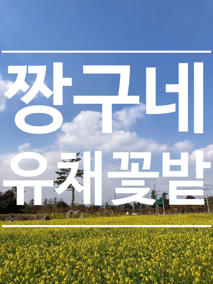  제주도 데이트코스 추천 [짱구네 유채꽃밭]