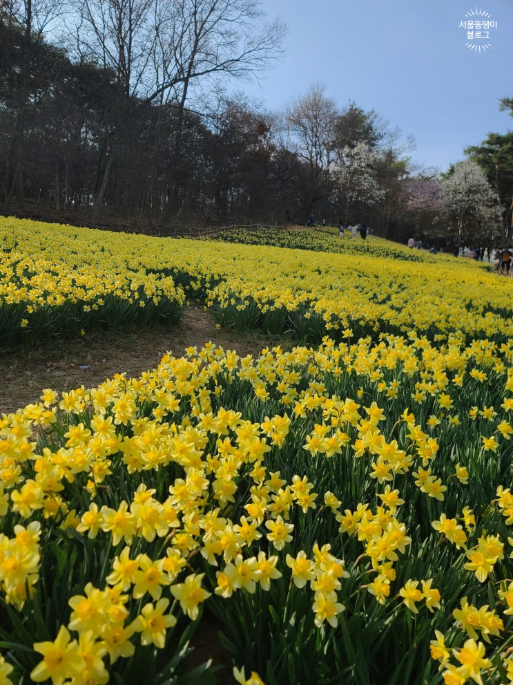  4월 압도적 규모를 자랑하는 수선화축제 서산 유기방가옥[꽃놀이 데이트코스...?]